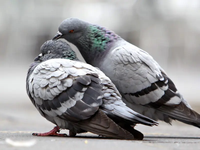 El hígado de las palomas, clave para su orientación magnética