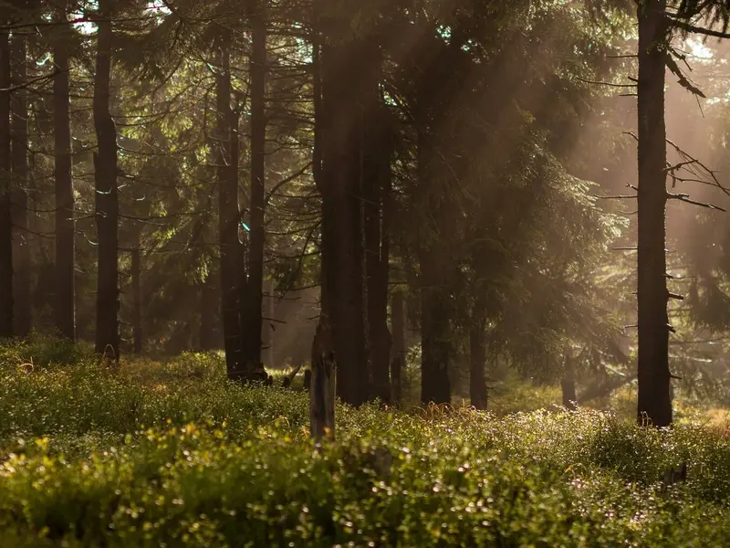 Los pequeños bosques son cruciales para conservar la biodiversidad y frenar extinciones