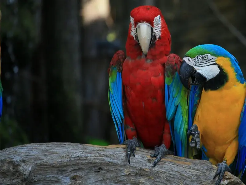 Día Mundial del Loro 2026: un llamado a la protección de estas aves inteligentes