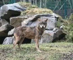 Asturias gestionará el control de la población de lobos este verano