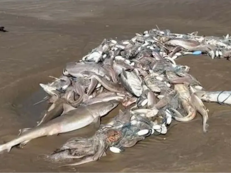 Mueren decenas de tiburones atrapados en redes en Carmarthenshire, Gales
