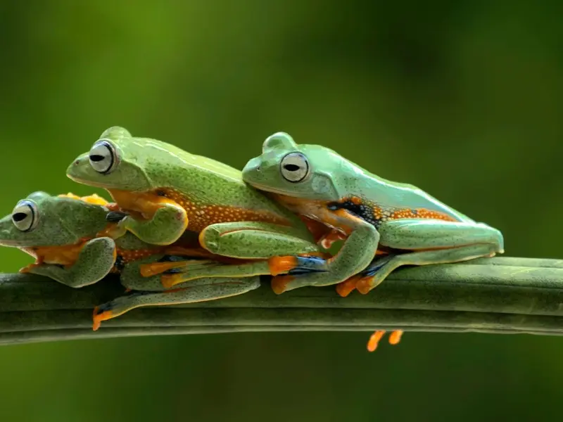 Doñana publica catálogo clave para la conservación de anfibios y reptiles