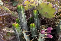Tenerife se enfrenta a las especies invasoras con un plan de control y restauración