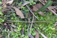 Liberación de 800 ranas corroboree del norte en Australia para salvar la especie