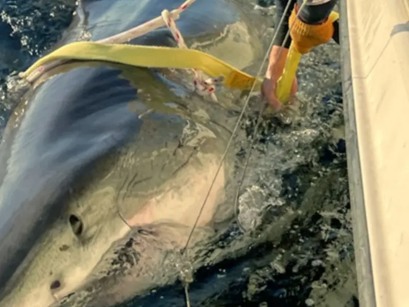 Descubren el tiburón blanco macho más grande del mundo, el 'Contender' de 4,2 metros