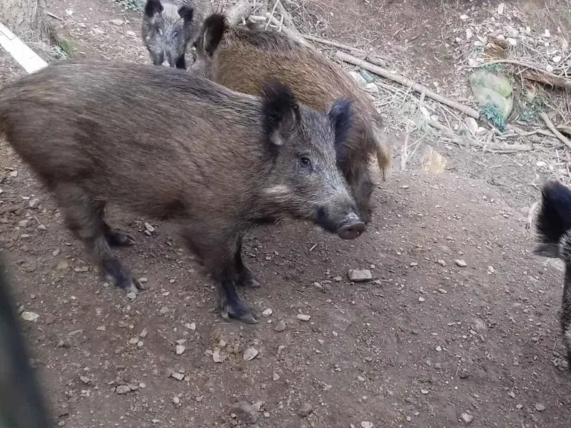 Jabalíes urbanos de Barcelona muestran diferencias genéticas respecto a los rurales