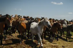 Caballos salvajes en España: clave en la prevención de incendios forestales