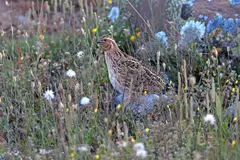 Censado científico de codornices involucra a cazadores de seis países europeos