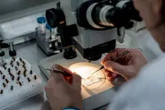 Científicos recogen esperma de abejas para combatir la varroa en Australia