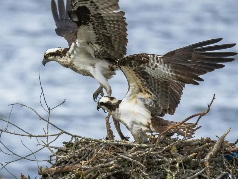 Rescatan y reintroducen pollos de águila pescadora en Cádiz tras fuerte temporal