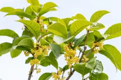 Osmanto: la planta aromática ideal para terrazas pequeñas este verano