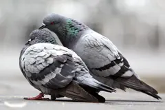 El hígado de las palomas, clave para su orientación magnética