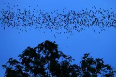 El ruido electromagnético de ciudades desorienta a los murciélagos en su migración y amenaza la biodiversidad