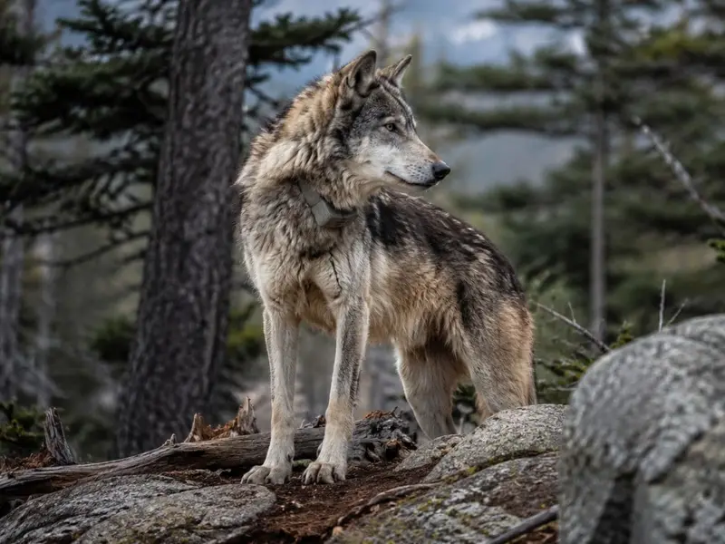 Regreso histórico del lobo gris al Parque Nacional de Sequoia en California