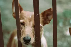 El Día Mundial del Perro Sin Raza 2026 promueve la adopción responsable