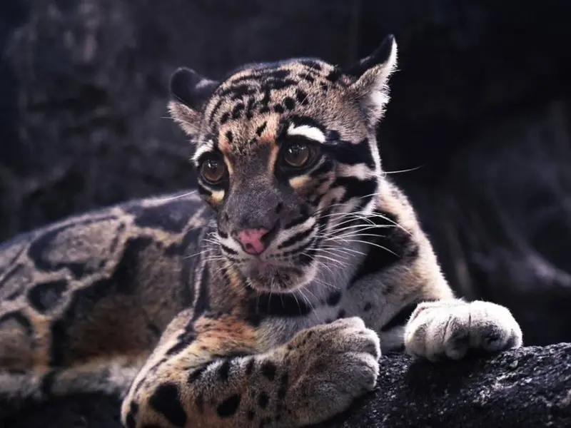 Captan a leopardo nublado de Borneo con sus crías en un hallazgo inédito