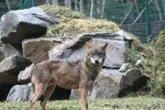 Asturias gestionará el control de la población de lobos este verano