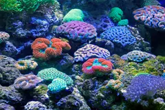 El Día Mundial de los Arrecifes 2026 alerta sobre la desaparición de corales por el cambio climático