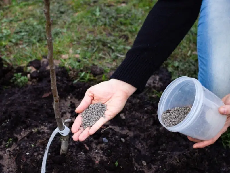 Consejos para fertilizar árboles frutales en casa y aumentar su producción