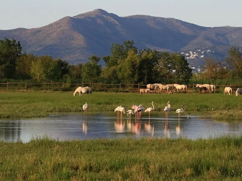 Cataluña inicia un plan urgente para restaurar la laguna Estany de Vilaüt en Aiguamolls de l’Empordà