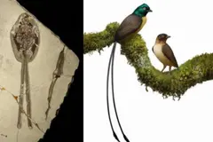 Descubren un pájaro fósil con una cola gigante que revela secretos de cortejo en aves