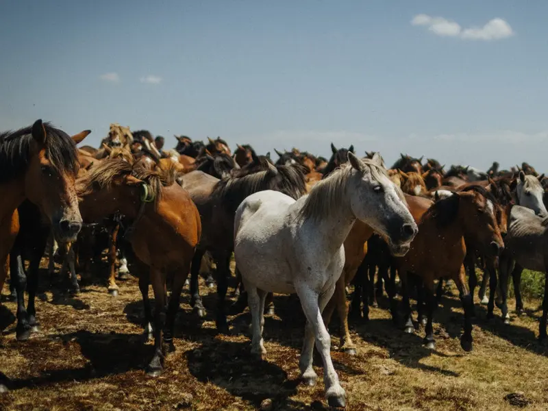 Caballos salvajes en España: clave en la prevención de incendios forestales