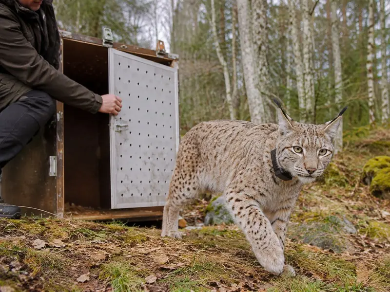 Liberan cuatro linces boreales en el macizo del Jura tras meses de cuidados