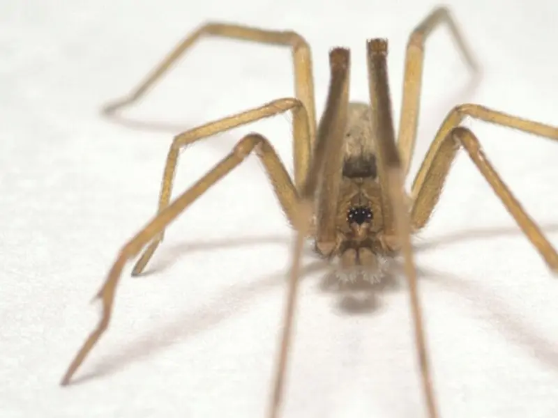 Descubren la 'araña Pink Floyd', una especie urbana que captura insectos grandes