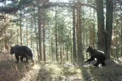 Trepador, el primer osezno nacido en Aragón en 50 años, simboliza la recuperación del oso pardo