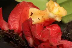 Descubren nueva planta en la Amazonía peruana con características únicas
