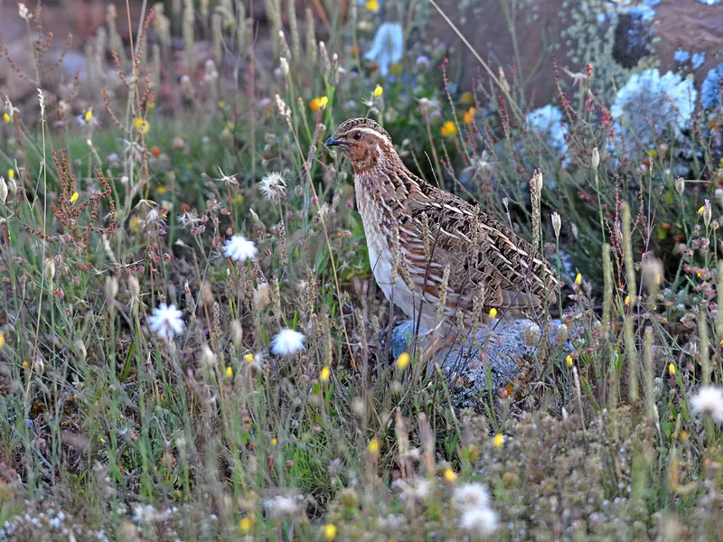 Censado científico de codornices involucra a cazadores de seis países europeos