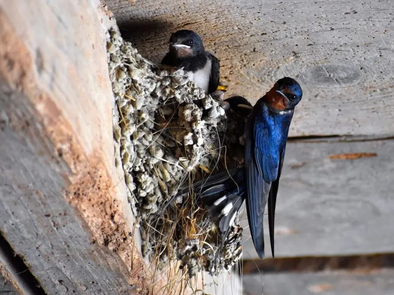 El calor extremo amenaza a las aves durante su época de cría en las ciudades