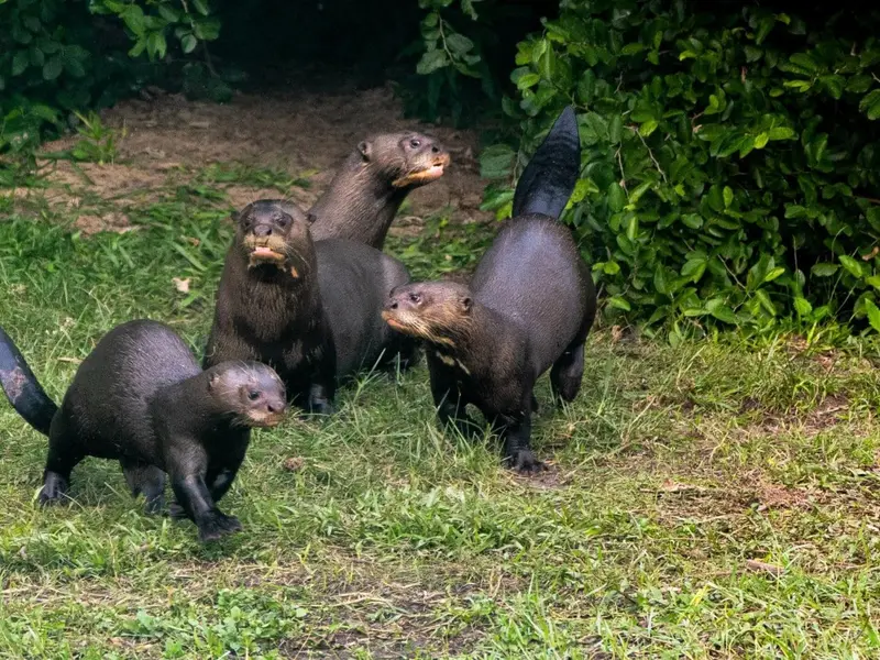 Reintroducción de la nutria gigante en Argentina marca un hito para la conservación