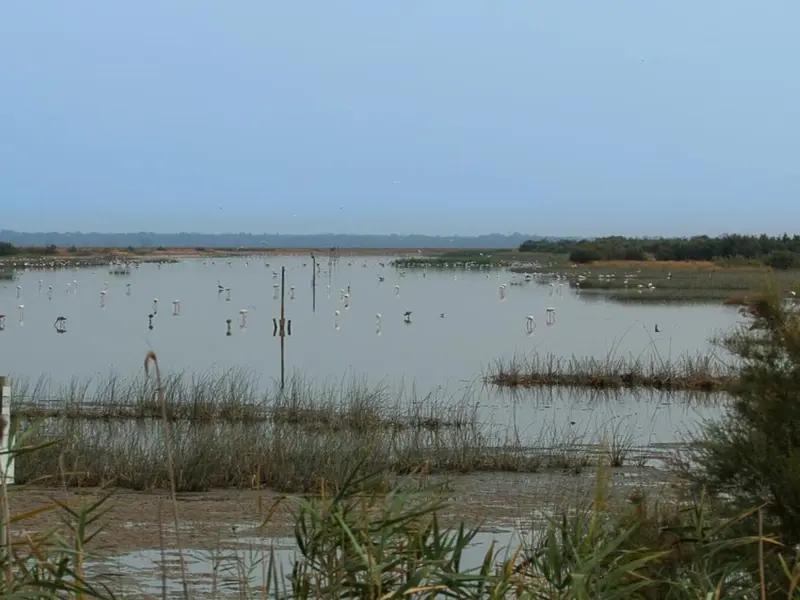 Aprobada la restauración del río Guadiamar para proteger Doñana