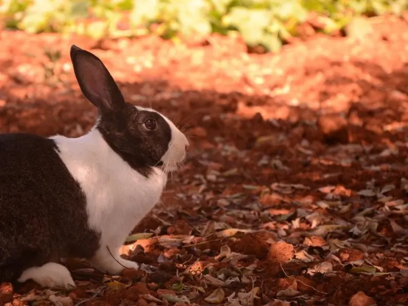 El conejo ibicenco enfrenta una grave amenaza de extinción con solo 180 ejemplares restantes