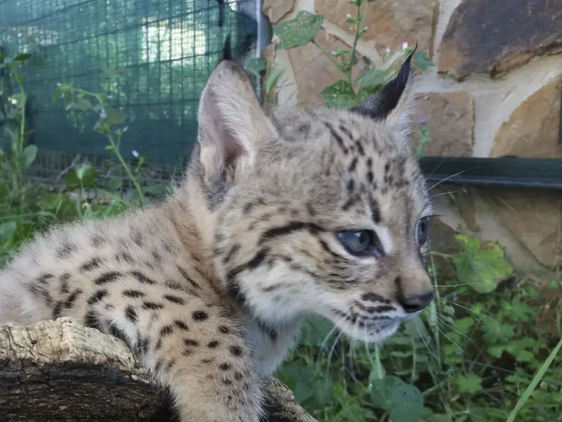 Ocho cachorros de lince ibérico sobreviven en el Centro de La Olivilla, Jaén
