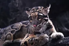 Captan a leopardo nublado de Borneo con sus crías en un hallazgo inédito
