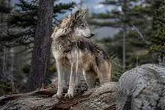Regreso histórico del lobo gris al Parque Nacional de Sequoia en California