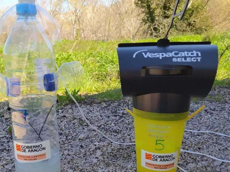 Aragón despliega trampas recicladas para controlar la avispa asiática