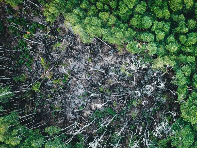 Brasil reduce la pérdida de vegetación nativa a menos de un millón de hectáreas en 2025