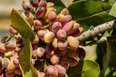 Estudio sobre absorción de CO2 en cultivos de pistacho en La Manchuela