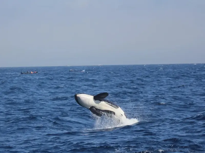 Las orcas ibéricas en peligro crítico: solo quedan 37 ejemplares