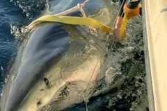 Descubren el tiburón blanco macho más grande del mundo, el 'Contender' de 4,2 metros