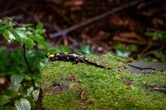 Descubren que la salamandra común emite luz turquesa bajo UV, sorprendiendo a la ciencia