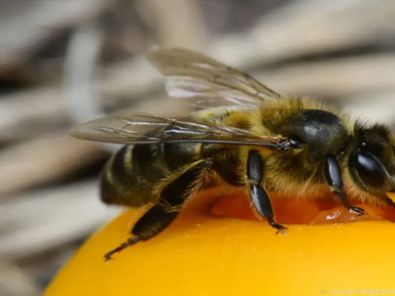 Gran Canaria busca proteger a la abeja negra canaria como raza ganadera autóctona