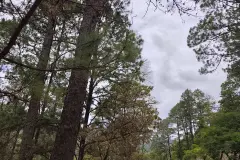 Estudio advierte sobre la posible desaparición de bosques en Honduras en 21 años