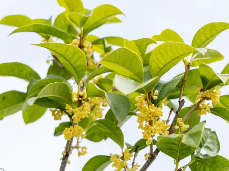 Osmanto: la planta aromática ideal para terrazas pequeñas este verano
