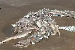 Mueren decenas de tiburones atrapados en redes en Carmarthenshire, Gales